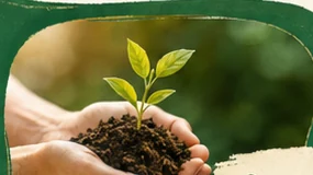Handen met aarde en een jonge plant